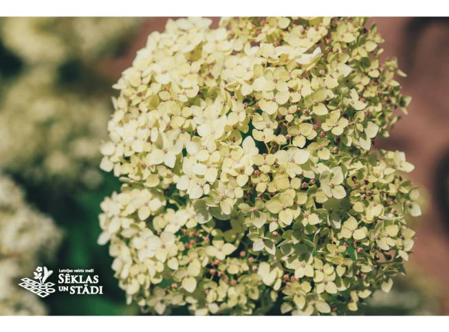 Hydrangea arborescens   'Lime Rickey' = 'Smnhalr'